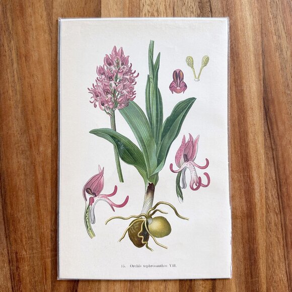 Rare 1904 Original Botanical Orchid Portrait Print Antique Chromolithograph - Picture 1 of 2